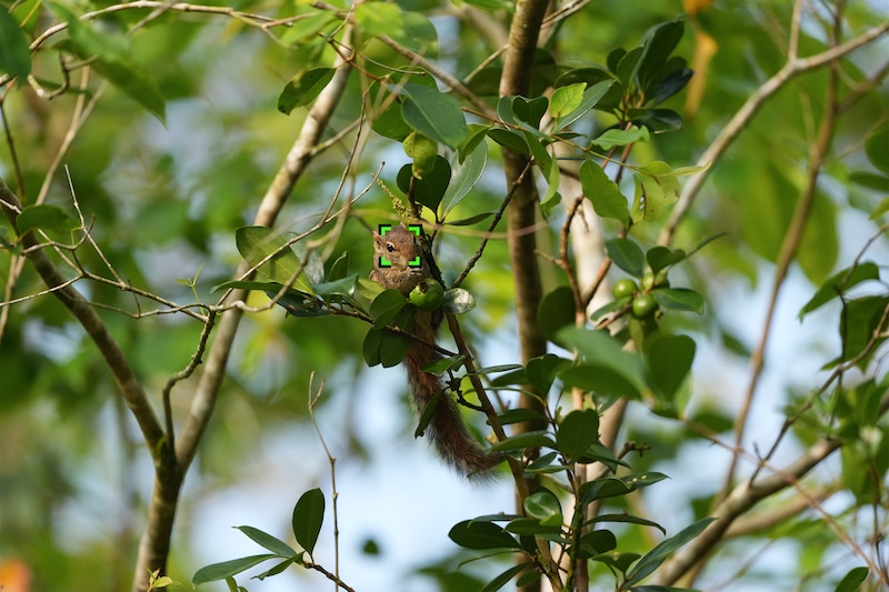 Imagen de ejemplo de una ardilla trepando por un árbol.