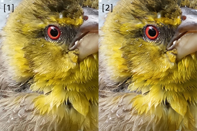 Imágenes de ejemplo de un pájaro en la que se compara la imagen RAW original con la imagen de alta resolución ampliada.