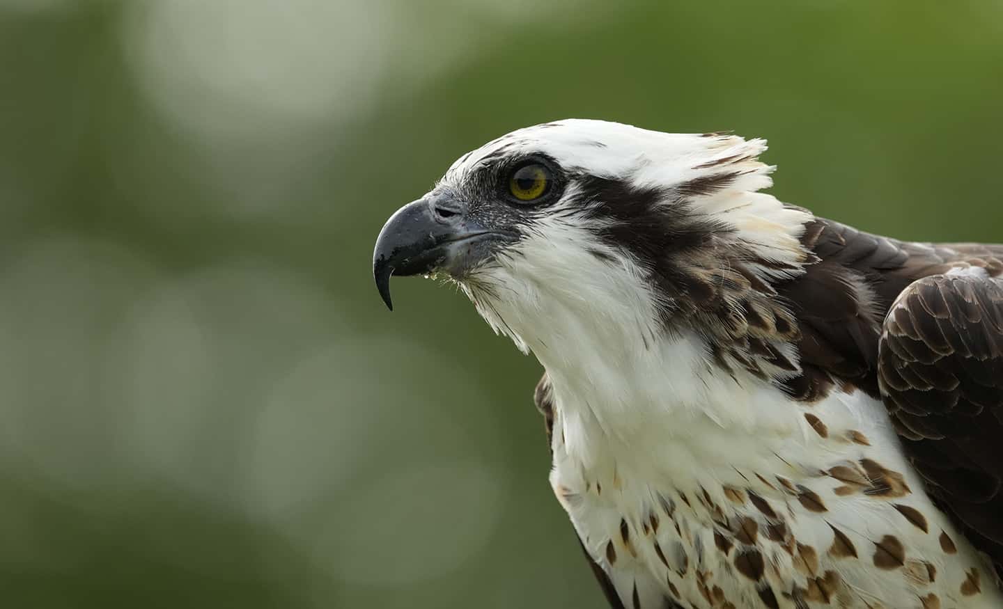 Imagen de ejemplo que muestra un pájaro con ojos penetrantes, sobre un fondo frondoso con un suave bokeh circular