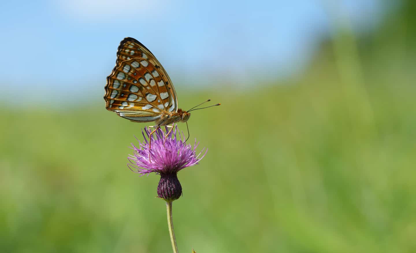 Una mariposa bebiendo néctar de una flor.