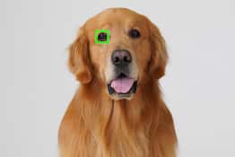 Eye AF para animales mediante actualización de software