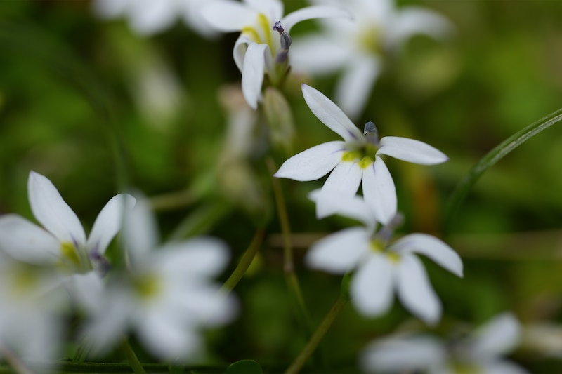 Imagen de muestra de flores blancas capturadas con el bracketing de enfoque.