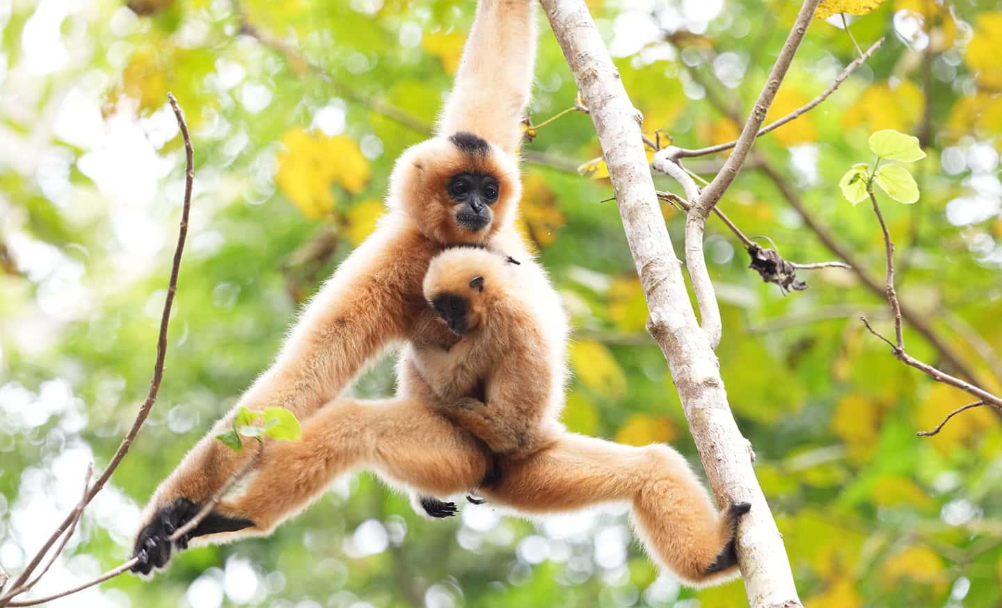 Imagen de ejemplo que muestra a un mono padre sosteniendo a su cría mientras cuelga de la rama de un árbol