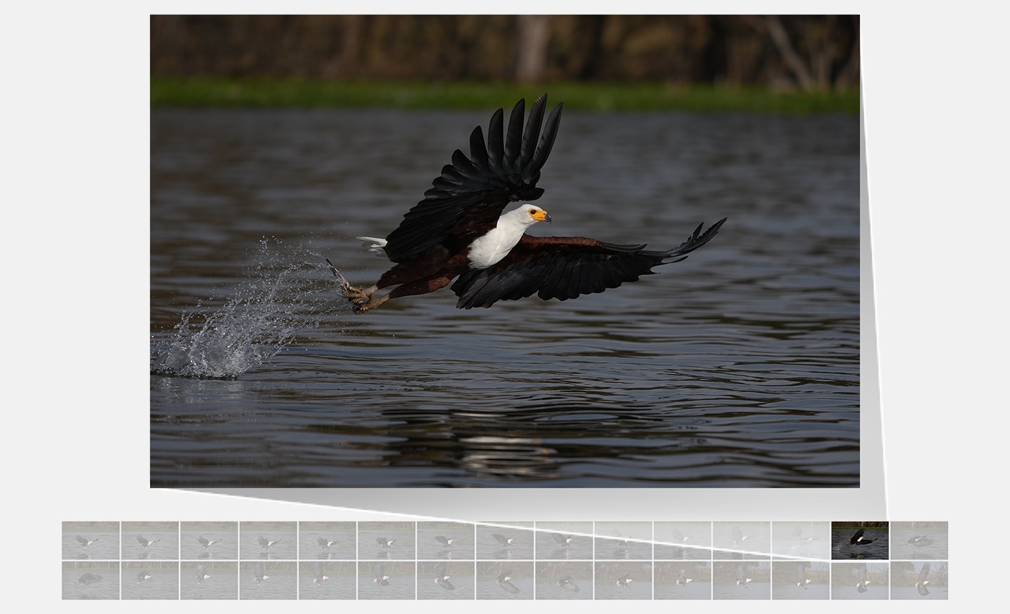 Imagen que muestra el momento en que un pájaro atrapa un pez, tomada en ráfaga a 30 fps.