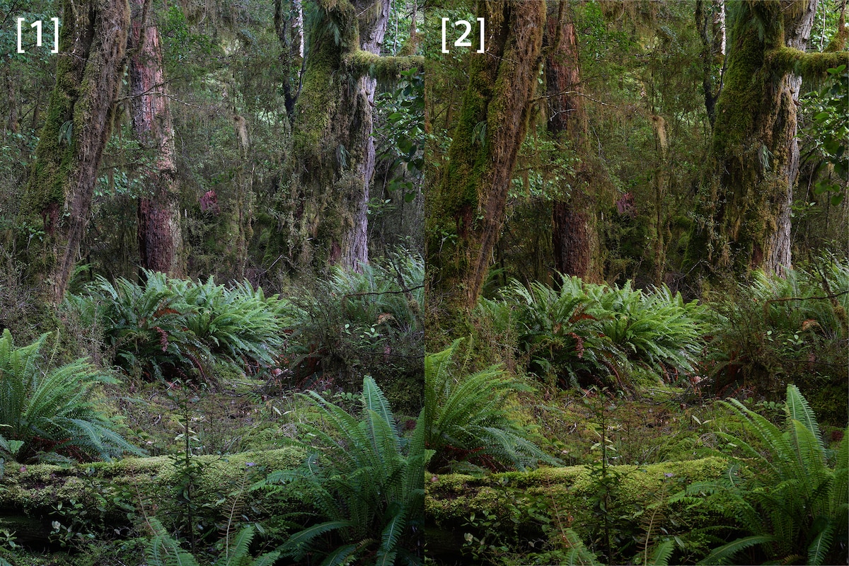 Imágenes comparativas de un bosque, con una captura de la α7R V a la izquierda junto a una captura de la α7R VI a la derecha, la cual muestra claramente un balance de blancos y una expresión de color más precisos.